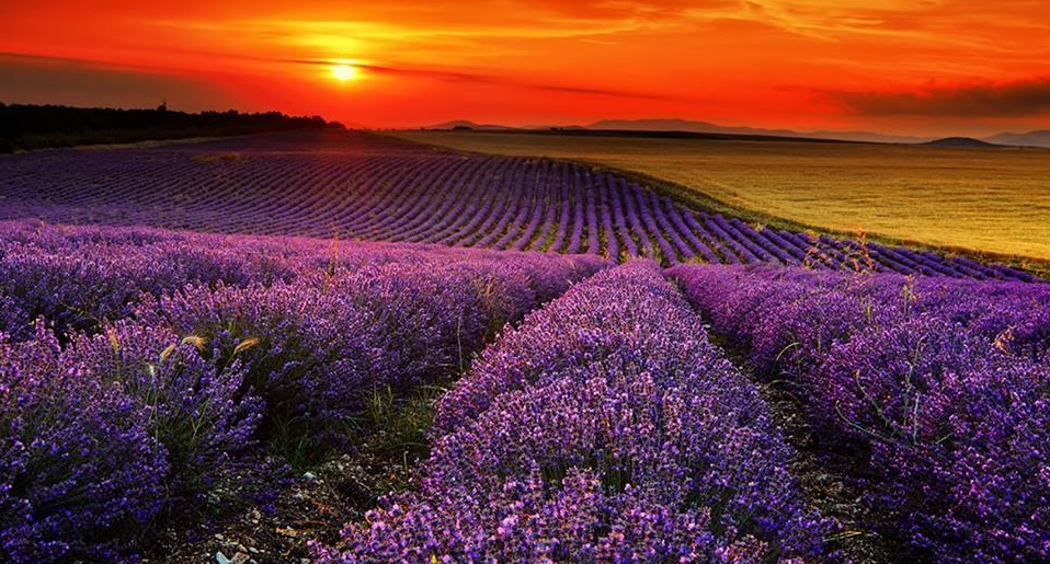 lavender 2